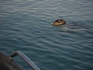 a ringed seal